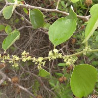 Ziziphus mauritiana Lam.
